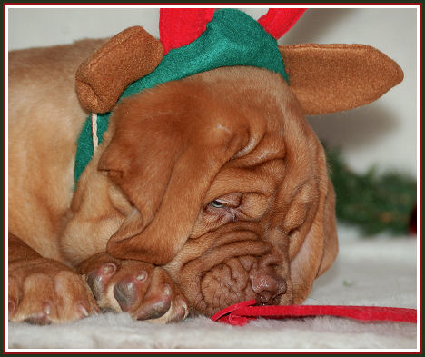 kerst pup4.jpg